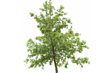 Green Society: Policies to improve the UK’s green spaces