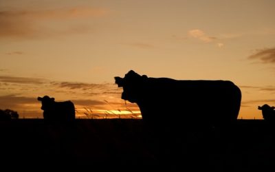 What is the Future of Farming Policy and Agriculture After Brexit?