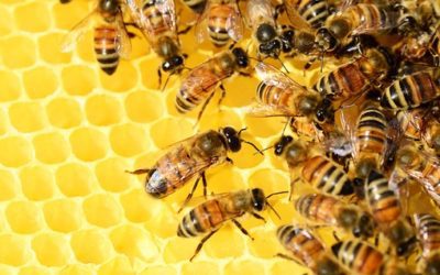 A Billion Bees A-Buzzing: Mandeville and Christmas