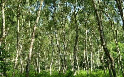 Bigger, Better Forests