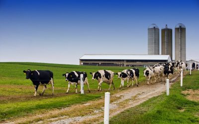 Farming is key to a UK-US trade deal, whoever is president